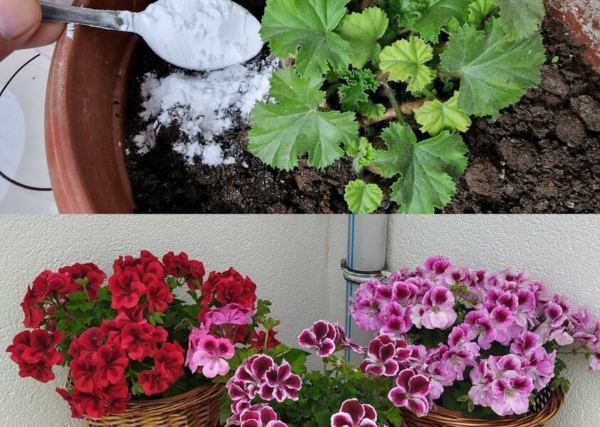 Como fertilizar e propagar gerânio: dicas para cultivá-lo em abundância