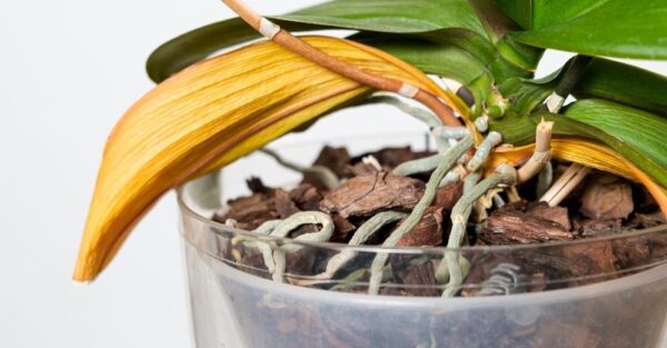 Como fortalecer novos brotos de orquídea: o método da casca de banana