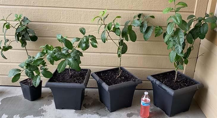 Como fazer brotar sementes de limão: o guia de 7 passos limoeiro em vaso