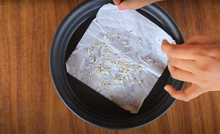 Como fazer brotar sementes de limão: o guia de 5 passos Sementes de limão germinadas