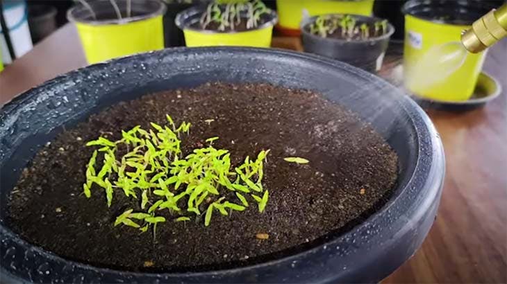 Como fazer brotar sementes de limão: o guia passo a passo 6 Regando um pequeno limoeiro