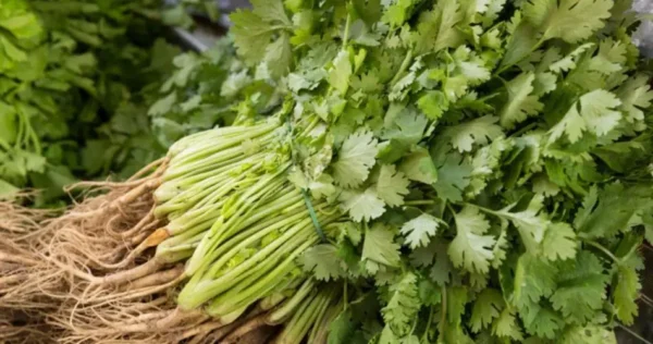 Como guardar coentro fresco por até um mês na geladeira: 1 dica