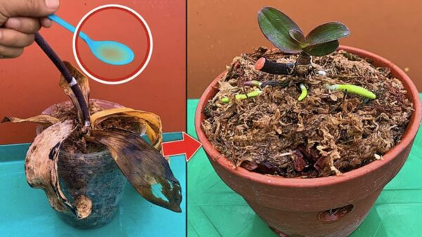 Como hidratar as raízes das plantas antes de replantá-las