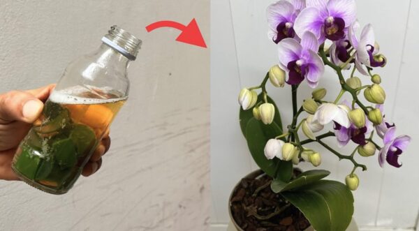 Como hidratar raízes de orquídeas com ingrediente natural