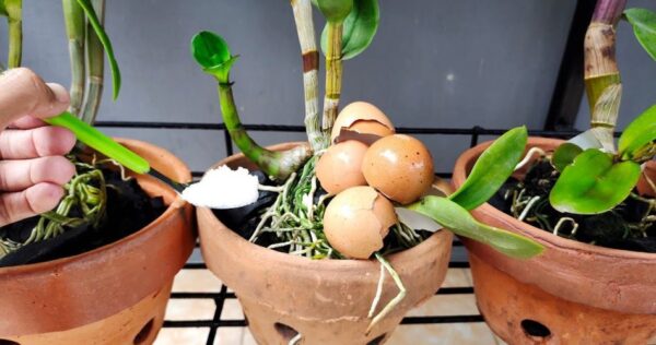 Como hidratar raízes de orquídeas