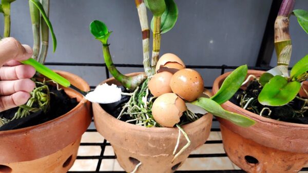 Como hidratar raízes de orquídeas