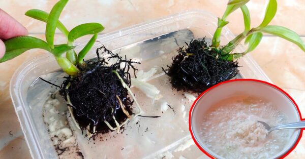 Como limpar as raízes das plantas: dois ingredientes para mantê-las saudáveis ​​e fortes