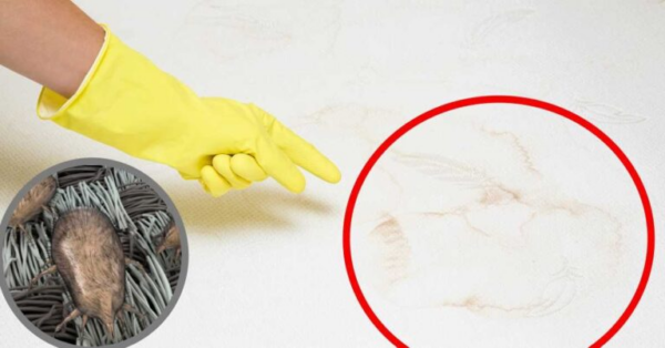 Como limpar colchão: remova manchas, ácaros e maus odores