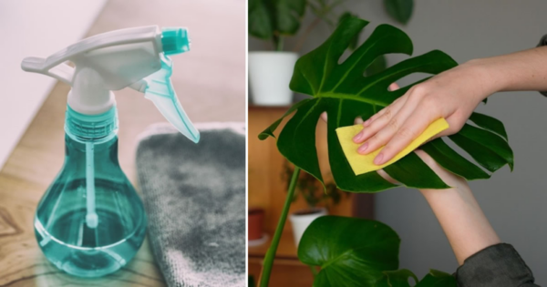 Como limpar e polir as folhas das plantas domésticas