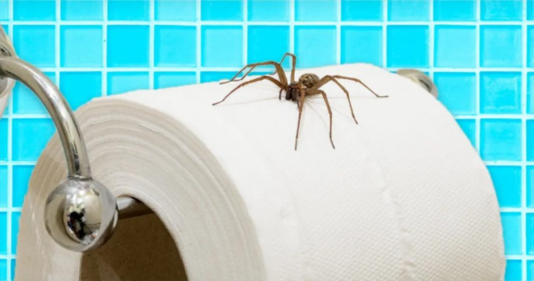 Como manter as aranhas afastadas com truques naturais?