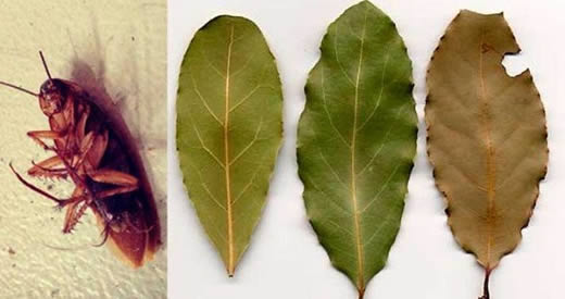 Como manter as baratas longe com folhas de louro