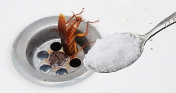 Como manter as baratas longe da cozinha: o único remédio 100% confiável