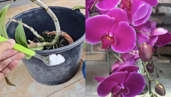 Como manter as orquídeas saudáveis ​​com sal Epsom