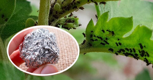 Como manter os insetos longe das plantas