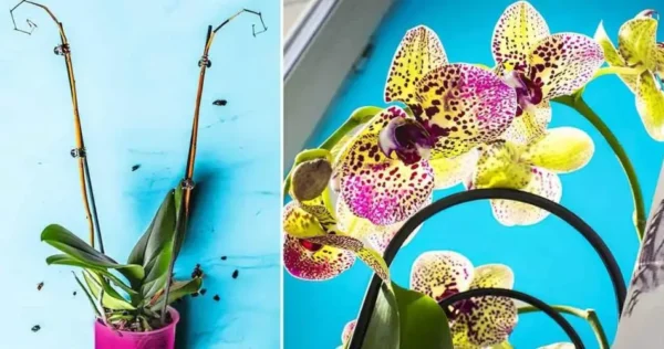 Como manter uma orquídea e fazê-la florescer novamente: o passo a passo