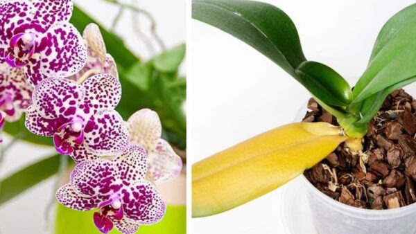 Como manter uma orquídea saudável e florida por anos, mesmo que as folhas tenham amarelado