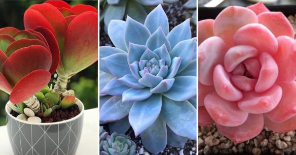 Como mudar a cor das suculentas