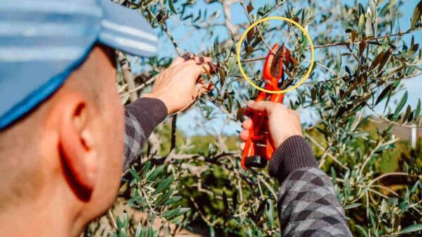 Como multiplicar a oliveira sem custo: com este truque você leva alguns minutos