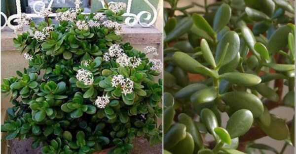 Como multiplicar a árvore de jade