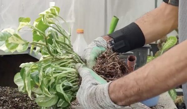 Como multiplicar pothos: o método fácil ao alcance de todos