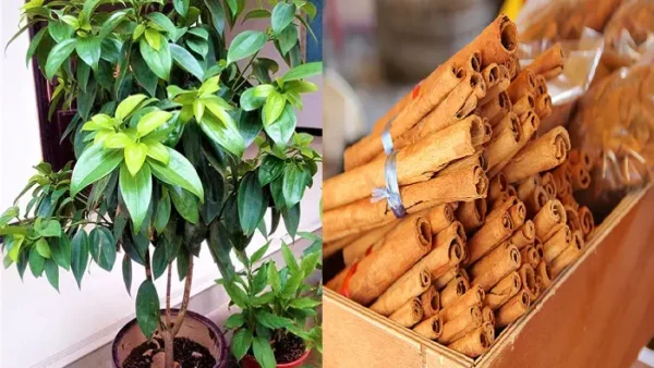 Como plantar canela em vaso passo a passo