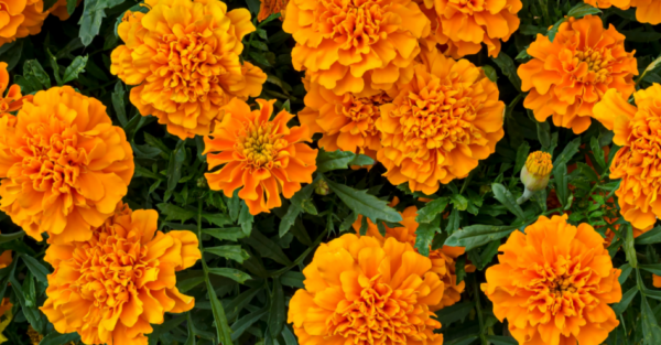 Como plantar e cuidar de malmequeres no seu jardim