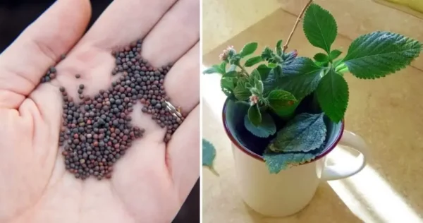 Como plantar hortelã em uma xícara para decorar e perfumar a casa toda