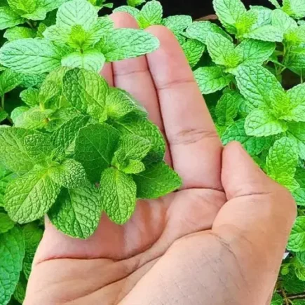 Como plantar hortelã? Guia para cultivar bem