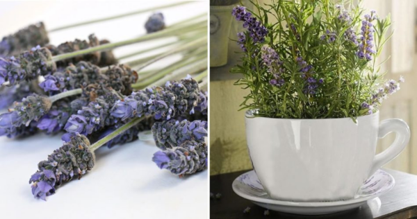 Como plantar lavanda em um copo para perfumar a casa toda
