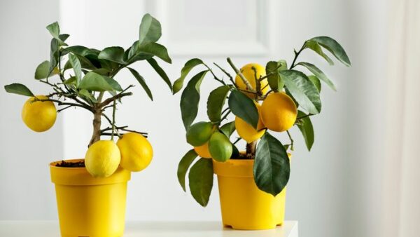 Como plantar limões em vasos a partir das sementes