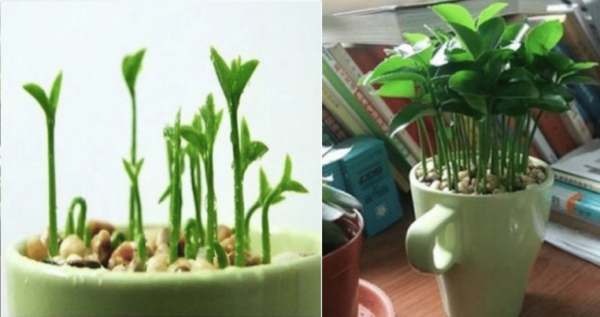 Como plantar limão em uma xícara para perfumar a casa