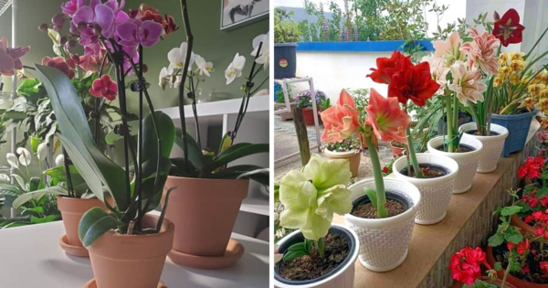 Como plantar orquídeas em vasos passo a passo