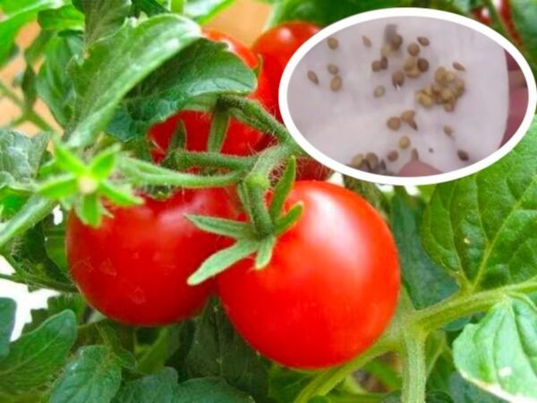 Como plantar sementes de tomate corretamente