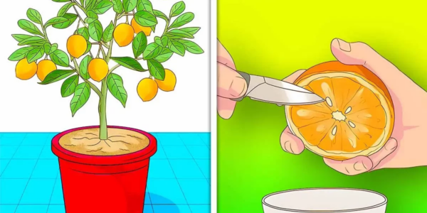 Como plantar tangerinas a partir de sementes?