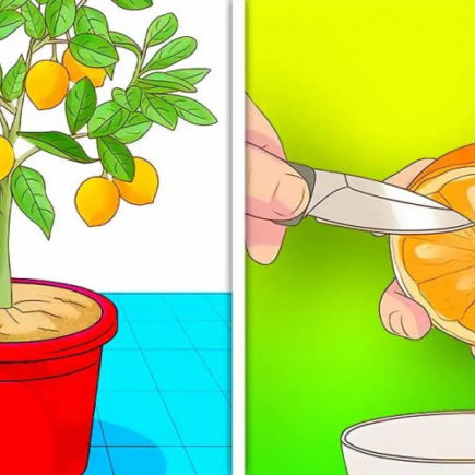 Como plantar tangerinas a partir de uma semente?