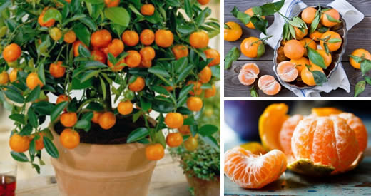 Como plantar tangerinas em casa para ter um estoque infinito