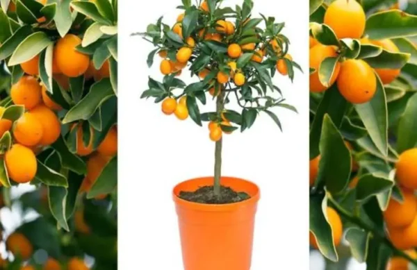 Como plantar tangerinas em casa para ter um suprimento infinito