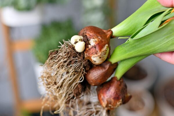 Como plantar tulipas: 2 métodos diferentes possíveis