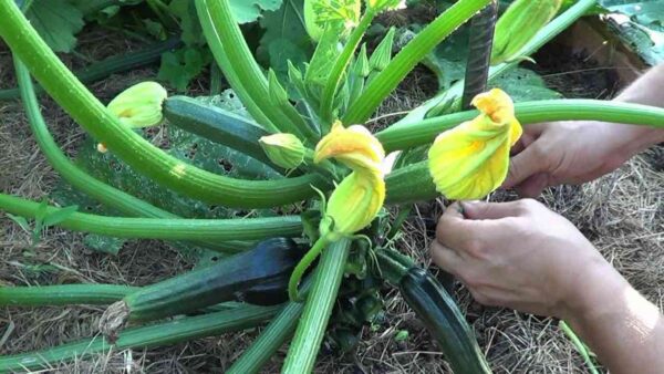 Como podar abobrinha no jardim para uma colheita rica: o método infalível dos agricultores