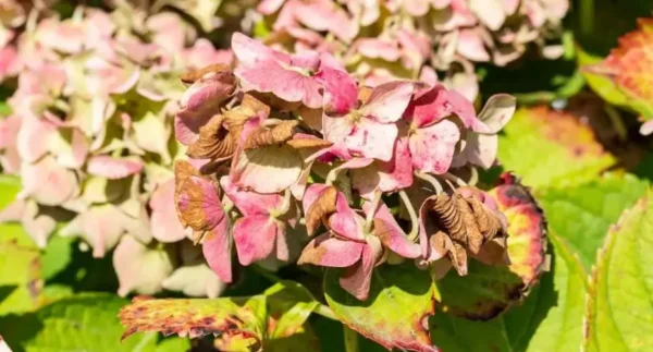Como podar hortênsias mortas do seu jardim? Siga os melhores conselhos de um especialista