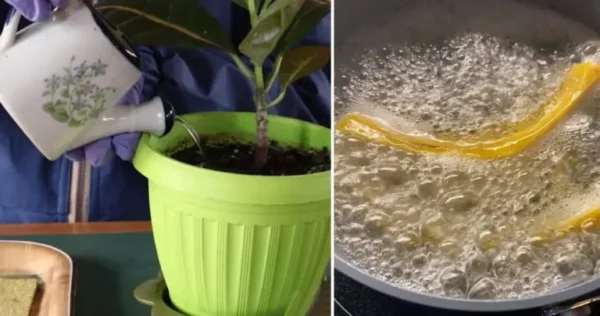 Como preparar água de irrigação “enriquecida”: triplo crescimento e floração das plantas