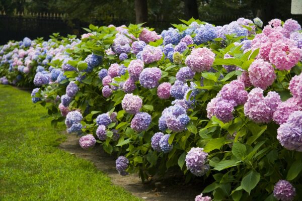 Como preparar o jardim para a primavera: as 5 operações a realizar