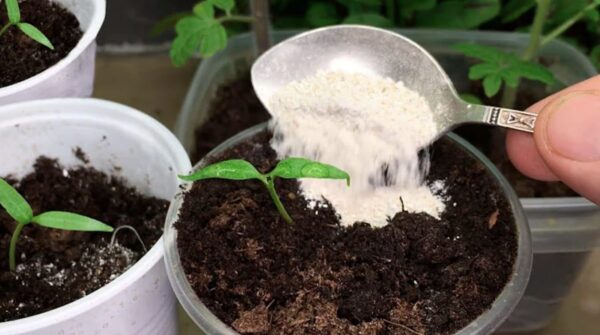 Como preparar um fertilizante em casa