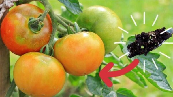 Como preparar um fertilizante natural para mudas de tomate?