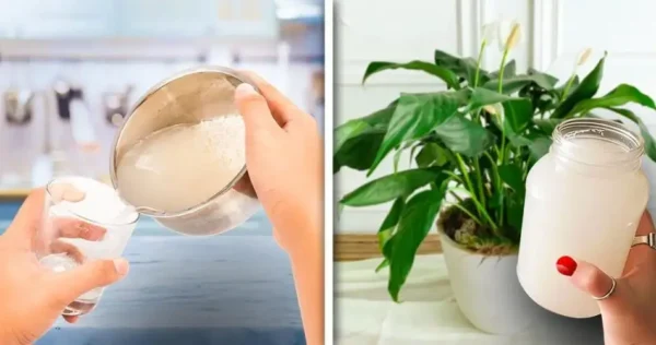 Como preparar um fertilizante natural para plantas? Eles crescerão rapidamente, sem pagar nem um centavo