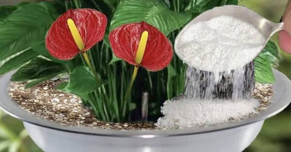 Como preparar um fungicida DIY: o remédio com cebola