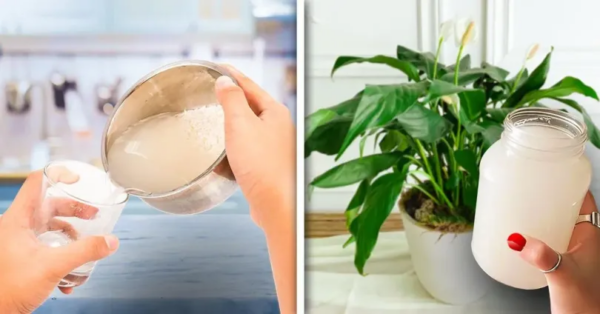 Como produzir fertilizante natural para plantas? Eles crescerão rapidamente, sem pagar nem um centavo