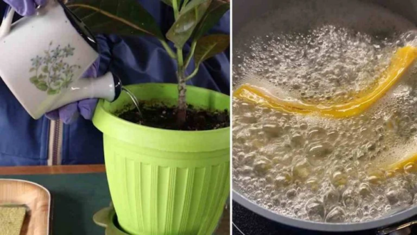 Como produzir água enriquecida para estimular e aumentar a floração das plantas