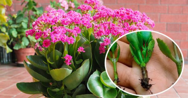Como propagar Kalanchoe: os passos a seguir