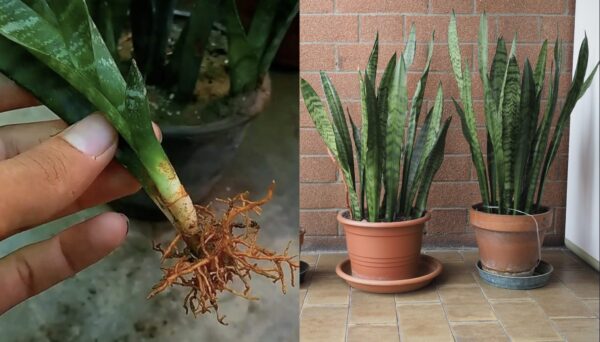 Como propagar a Sansevieria: duas formas práticas e rápidas